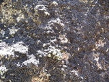 Rhizocarpon disporum image
