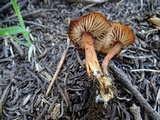 Rhodocybe nitellina image