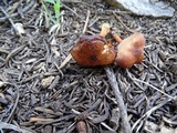 Rhodocybe nitellina image