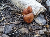 Rhodocybe nitellina image