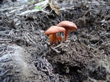 Rhodocybe nitellina image
