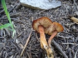 Rhodocybe nitellina image