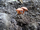 Rhodocybe nitellina image