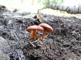 Rhodocybe nitellina image