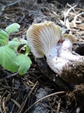 Hygrophorus purpurascens image
