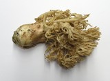 Ramaria vinosimaculans image