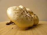 Neolentinus lepideus image