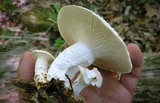 Neolentinus lepideus image