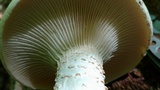 Neolentinus lepideus image