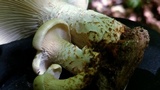 Neolentinus lepideus image