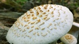 Neolentinus lepideus image