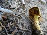 Cortinarius thiersii image