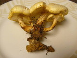 Neolentinus lepideus image
