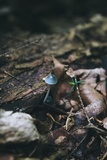 Mycena subcaerulea image