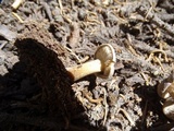 Clitocybe glacialis image