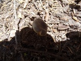 Clitocybe glacialis image
