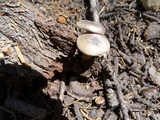 Clitocybe glacialis image