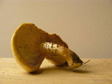Neolentinus lepideus image