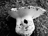 Hygrophorus subalpinus image