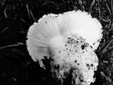 Hygrophorus subalpinus image