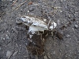 Hygrophorus subalpinus image