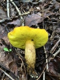 Aureoboletus innixus image