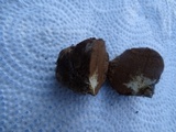 Gautieria monticola image