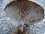 Hygrophorus subalpinus image