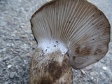 Hygrophorus subalpinus image
