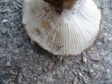 Hygrophorus subalpinus image