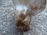 Hygrophorus subalpinus image