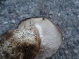 Hygrophorus subalpinus image