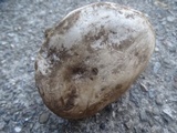 Hygrophorus subalpinus image