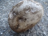 Hygrophorus subalpinus image