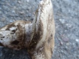 Hygrophorus subalpinus image