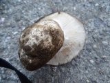 Hygrophorus subalpinus image