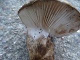 Hygrophorus subalpinus image