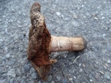 Cortinarius badiolatus image
