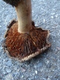 Cortinarius badiolatus image