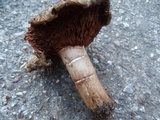 Cortinarius badiolatus image