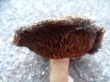Cortinarius badiolatus image