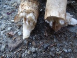 Cortinarius badiolatus image