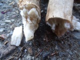 Cortinarius badiolatus image