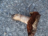 Cortinarius badiolatus image