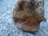 Cortinarius badiolatus image