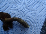 Cortinarius thiersii image