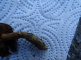 Cortinarius thiersii image
