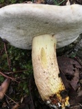 Retiboletus griseus image