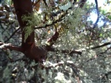 Usnea substerilis image