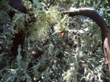 Usnea substerilis image